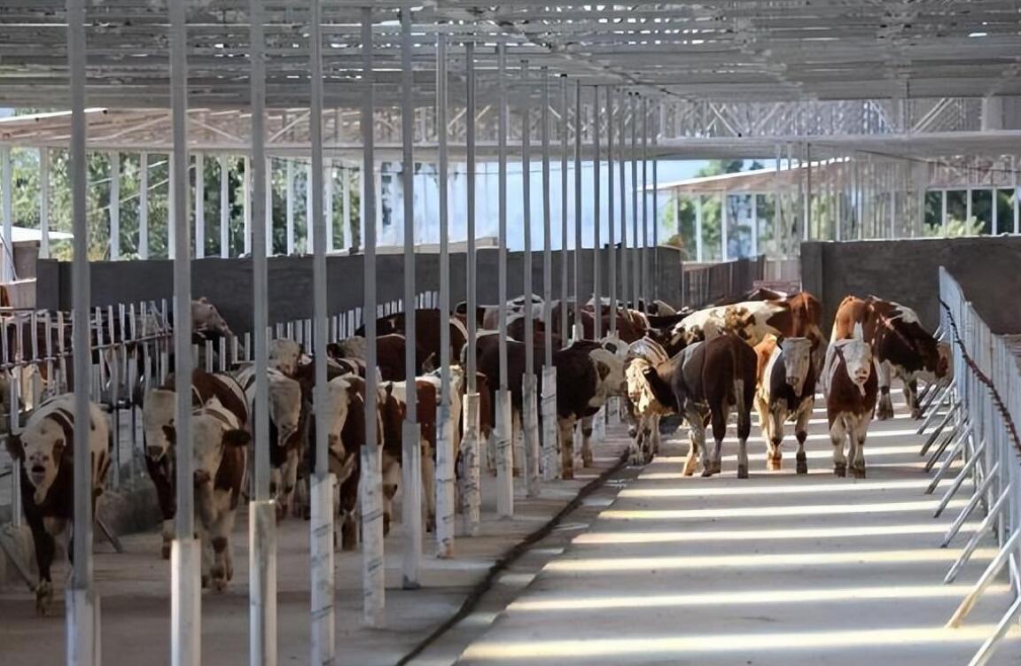 上海正诚承包越秀辉山11家牧场精料堆存系统升级项目